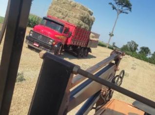 Feno de Grama Tifton - Fardos de 13 a 14kg