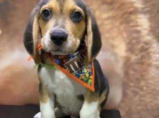 Beagle puro - entrega rápida em Osasco