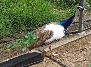 Pavão Arlequim - Elegância Exótica