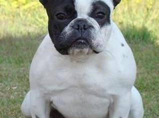 Filhote de Buldogue Francês Mini - 25 dias