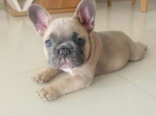 Bulldog Francês Blue Fawn Fêmea | Pedigree e Vacinas