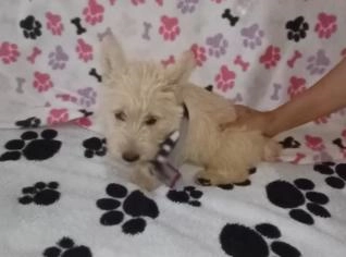 Filhotes Terrier Escocês Disponíveis