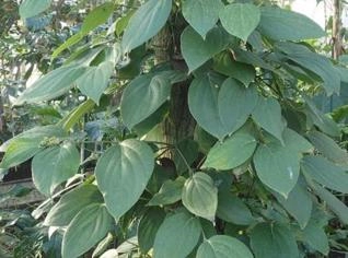 Pimienta do Reino - Especiaria de Alta Qualidade