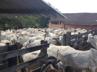 Fazenda em Araruama - Pecuária e Reflorestamento