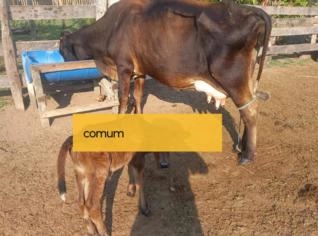 Vaca de Leite: 9 Litros Diários - MT