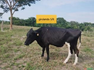Vaca Girolando 5/8 Inseminada com Angus