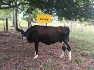 Vacas Jersey: Ideal para Produção de Leite