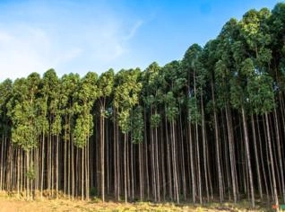 Compra de Eucalipto na Região Sul e Sudeste