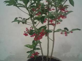 Plantas Ornamentais: Árdisia (Café de Sala)
