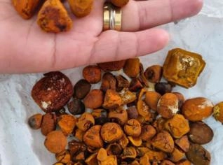Compra de Pedra de Fel com Ótimos Preços