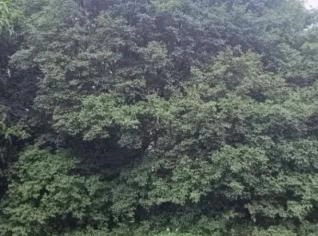 Jabuticabeira Adulta - 20 anos, Frutífera