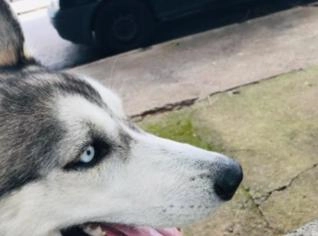 Husky Siberiano Macho 8 Meses à Venda