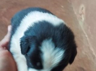 Filhote de Border Collie - Preto e Branco