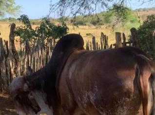 Lote de Vacas Leiteiras - Gir