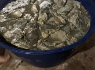 Compra de Omaso (Buxinho) Congelado em Castanhal