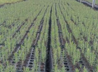 Mudas de Pinus Elliottii - Alta Resistência