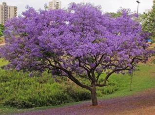 Jacarandá Mimoso: Beleza Tropical em Goiânia