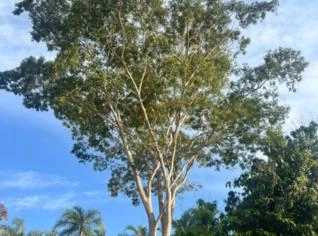 Pau Ferro para Paisagismo - SP