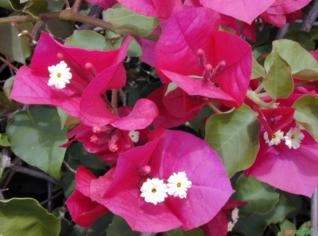 Primavera (Bougainvillea) - Muda de Paisagismo