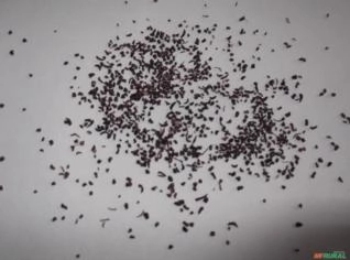 Mudas de Eucalipto Clonado em Goiânia