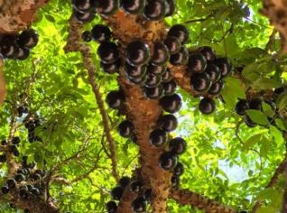 Jabuticabeira Híbrida para Paisagismo - Goiânia