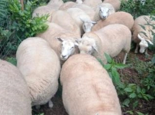 Ovelhas Texel Prenhas