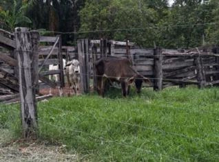 Bezerras Nelore até 12 Meses na Região de Professor Jamil