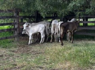 Bezerras Nelore até 12 meses em Professor Jamil - GO