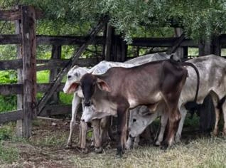 Bezerras Nelores à venda - Professor Jamil, GO