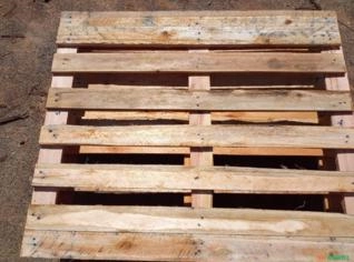 Pallet de Eucalipto Intermediário