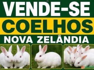 Coelhos Nova Zelândia - Genética Pura a partir de R$80