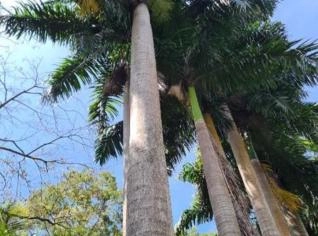 Palmeira Imperial Adulta - Alta e Saudável