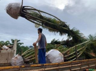 Palmeira Areca Bambu - Beleza Exótica