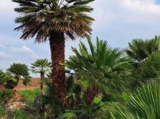Palmeira Chamaerops Humilis - Unidade