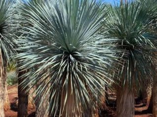 Yucca Rostrata - Tamanhos Variados