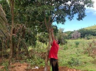 Cerejeira de 40 Anos em Ubá - Ótima Oportunidade!