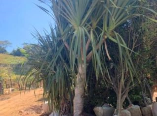 PÂNDANOS - Mudas de Abacate em Ubá, MG