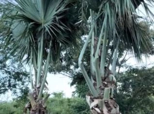 PAlmeira Buriti Disponível em Ubá, MG