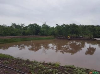 Fazenda de 627 Hectares em Acorizal - MT