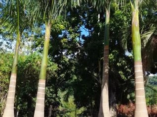 Palmeira Imperial - Beleza e Sofisticação
