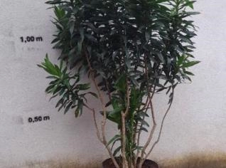 Pleomele Verde - Planta Ideal Para Interiores