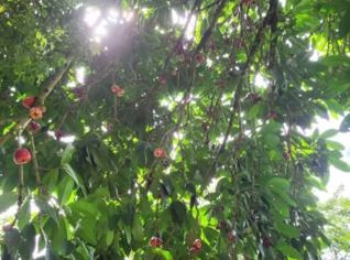 Sitio Mobiliado à Venda em Colatina