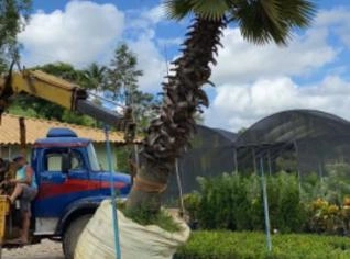 Palmeira Washingtonia Adulta 3m de Tronco
