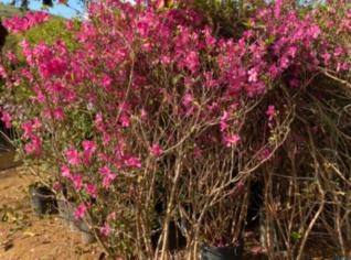 Azaleia Roxa - Grande Pote 2,5m