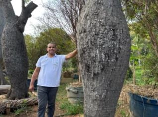 Barriguda 80 Anos - Arborização Exótica