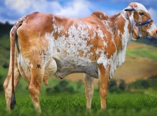 Leilão Serra Azul em Itabira