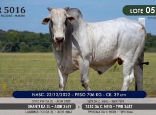 Touro Nelore P.O. TWR 5016 à Venda