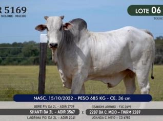 Touro Nelore P.O. TWR 5169