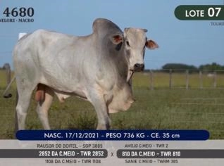 Touro Nelore P.O. TWR 4680 - Genética de Campeão