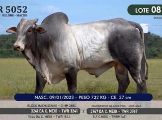 Touro Nelore P.O. TWR 5052 à venda